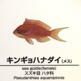 Pseudanthias-squamipinnis-F