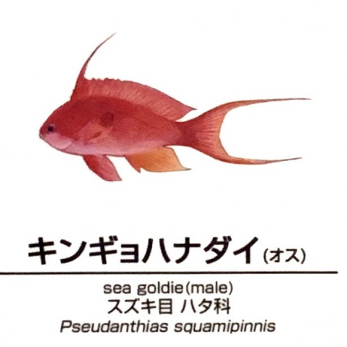 Pseudanthias-squamipinnis-M.jpg