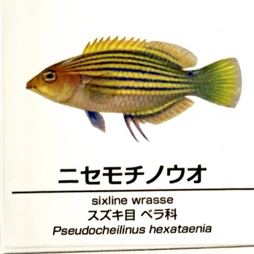 Pseudocheilinus-hexataenia.jpg