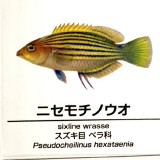 Pseudocheilinus-hexataenia