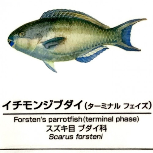 Scarus-forsteni-TP.jpg