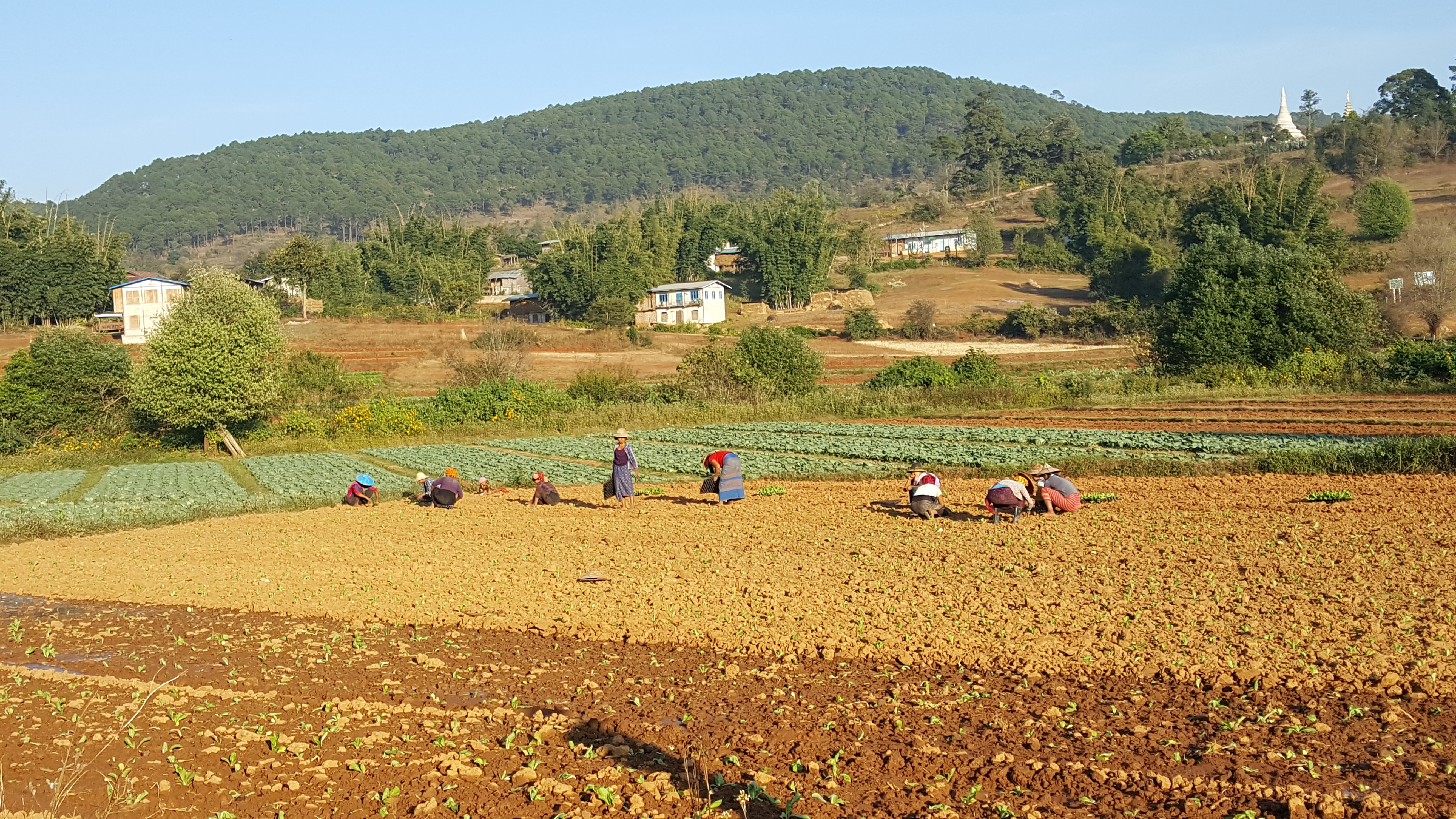 Kalaw trekkng