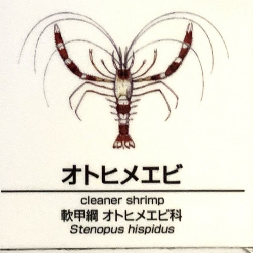 Stenopus-hispidus.jpg