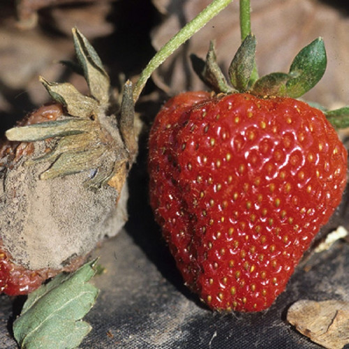 Strawberry-Plant.jpg