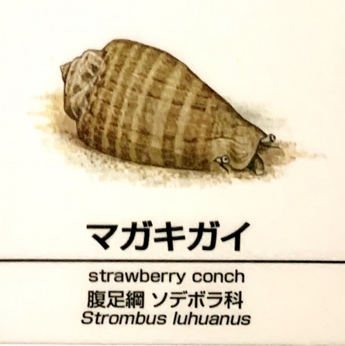 Strombus-luhuanus.jpg