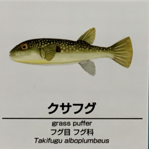 Takifugu-alboplumbeus.jpg