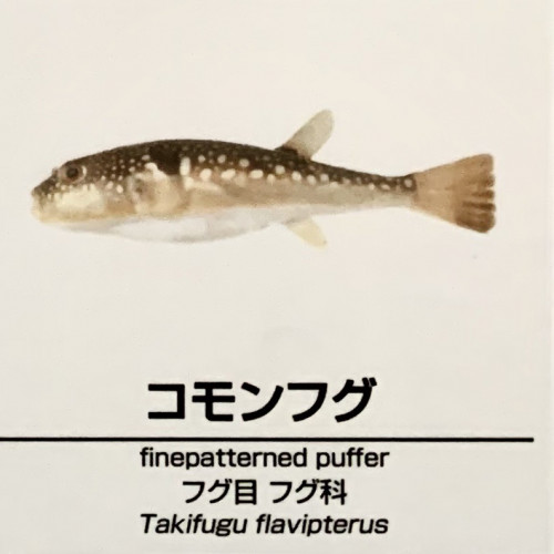 Takifugu-flavipterus.jpg