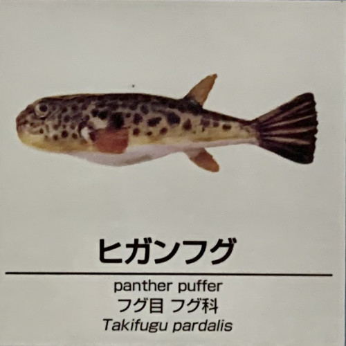 Takifugu-pardalis.jpg