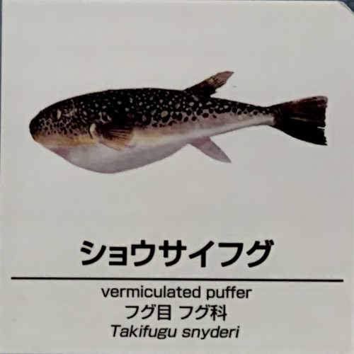 Takifugu-snyderi.jpg