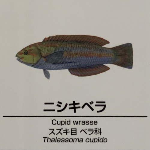 Thalassoma-cupido.jpg