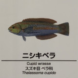 Thalassoma-cupido