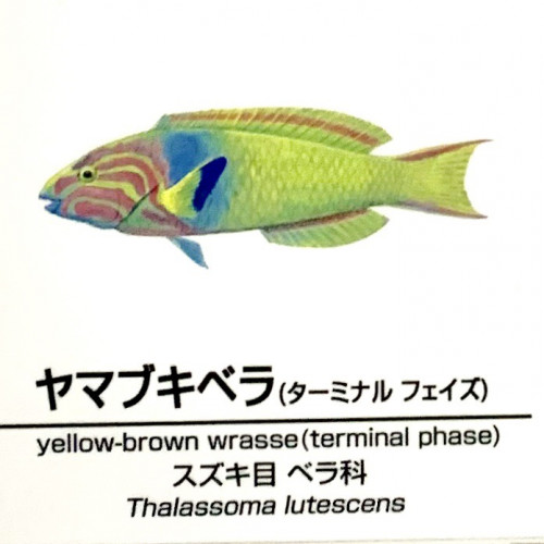 Thalassoma-lutescens-TP.jpg