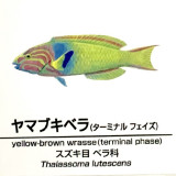 Thalassoma-lutescens-TP