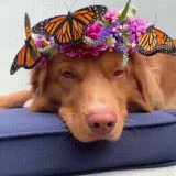 The-butterfly-king