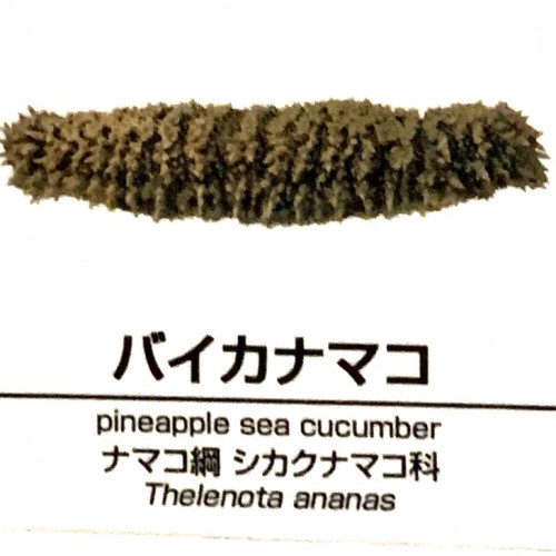 Thelenota-ananas.jpg