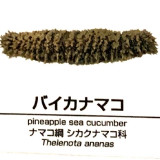 Thelenota-ananas