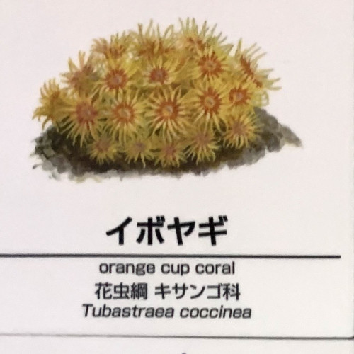 Tubastraea-coccinea.jpg