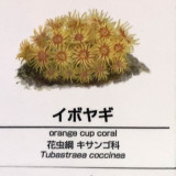 Tubastraea-coccinea