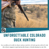 Unforgettable-Colorado-Duck-Hunting