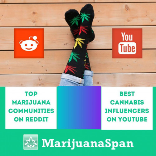 Do you know who are the famous cannabis influencers & reddit cannabis community?  Here are some of the most popular cannabis influencers on youtube and also the cannabis communities available on reddit. To know more details, read our blog.