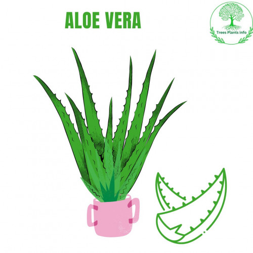 Top Oxygen Plant in India.
Aloe vera is a succulent plant that is used to treat burns, cuts, and wounds. Cut off a fleshy part of the plant and apply it to the injured area to promote faster healing. Aloe Vera is also used in the treatment of eczema, burns and headache. Top Oxygen Plant in India.
Some research suggests that consuming aloe vera juice may help relieve digestive problems and constipation, and increase appetite. However, its application should be approached with caution. Top Oxygen Plant in India. Aloe vera can be grown in small containers in full sun to sandy soil. You can learn more about growing aloe vera plants here. If you are looking to buy an aloe vera plant for your balcony or garden, it is always advised to reach out to the top aloe vera plants in India. Best oxygen plants info.
#nature #bestnursery #nature #plantsofinstagram #garden #flowers #flower #green #moneyplant #plantsmakepeoplehappy #plantlover #plant #bundleplant #jungleplant #oxygentreesinindia #bestoxygentreesinindia #topoxygentreesinindia #12oxygentreesnameinindia #highestoxygenproducingindoorplantsinindia #whichtreegivesoxygen24hours #top12oxygentreesnameinindia #whatisrequiredforoxygentreesandplantsinindia #best8benefitsofplantingcurryleavesinhouse #best12oxygentreesplantsnameinindia #lowmaintenancefruittreesinindia 
#bestsucculentplantsinindia #topbenefitsofplantingatreeinindia #bestsucculentplantsinindia