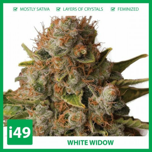 https://weed-seeds.ca/product/auto-white-widow-feminized-seeds/	

Weed Seeds Canada is a marijuana seeds store that provides cannabis seeds to hobby growers. We ship to your mailbox with an 80% germination guarantee. Call 1-888-544-4949 for the best automatic pot seeds for sale online.