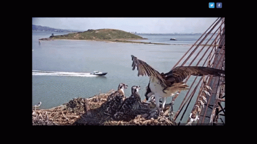 San Francisco Bay - Golden Gate Ospreys