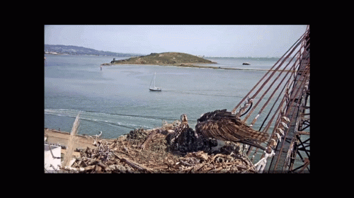 XW0609_195857_1_1_1.gif