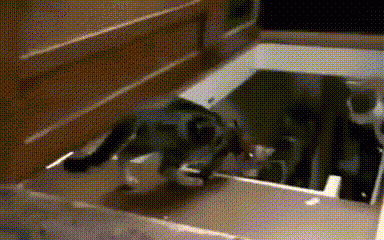 aAb6dQg_460svav1.gif