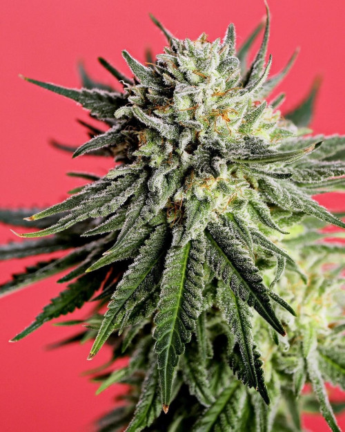 Contrary to the dangerous sounding name, the AK-47 strain will actually help you become happy and relaxed. AK-47 is a hybrid with sativa-dominant genes.https://weed-seeds.ca/product/ak47-fast-fem/