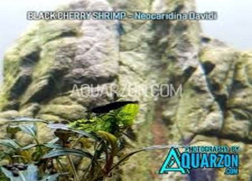 aquarium-plantsaquarium-shrimpsAquarzon-2.jpg