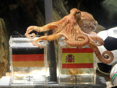 The "football prediction octopus" refers to Paul the Octopus, a sea creature that gained worldwide fame for accurately predicting the outcomes of football matches. Most football fans remember the 2010 FIFA World Cup held in South Africa, where Spain emerged as champions. However, another iconic figure from that tournament was Paul, the octopus whose predictions captivated the world. His uncanny accuracy even led to threats from disgruntled fans. Join Wintips as we explore the fascinating story of Paul the Octopus.
See more: https://wintips.com/football-prediction-octopus/

#wintips #wintipscom #footballtipswintips #soccertipswintips