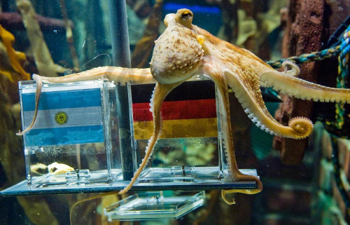 The term "football prediction octopus" originates from Paul the Octopus, a remarkable sea creature that gained international recognition for his accurate football match predictions. Many fans still remember the 2010 FIFA World Cup, where Spain claimed the title, but another unforgettable figure was Paul, whose astonishingly precise forecasts shocked the world. His predictions were so accurate that they even sparked reactions from frustrated fans. Join Wintips as we dive into the incredible story of Paul the Octopus and his legendary football predictions!

See detail: https://rebrand.ly/9ltke3c



#reviewbookmaker #reviewbookmakerwintips #bettingtool #bettingtoolwintips