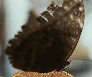 ab