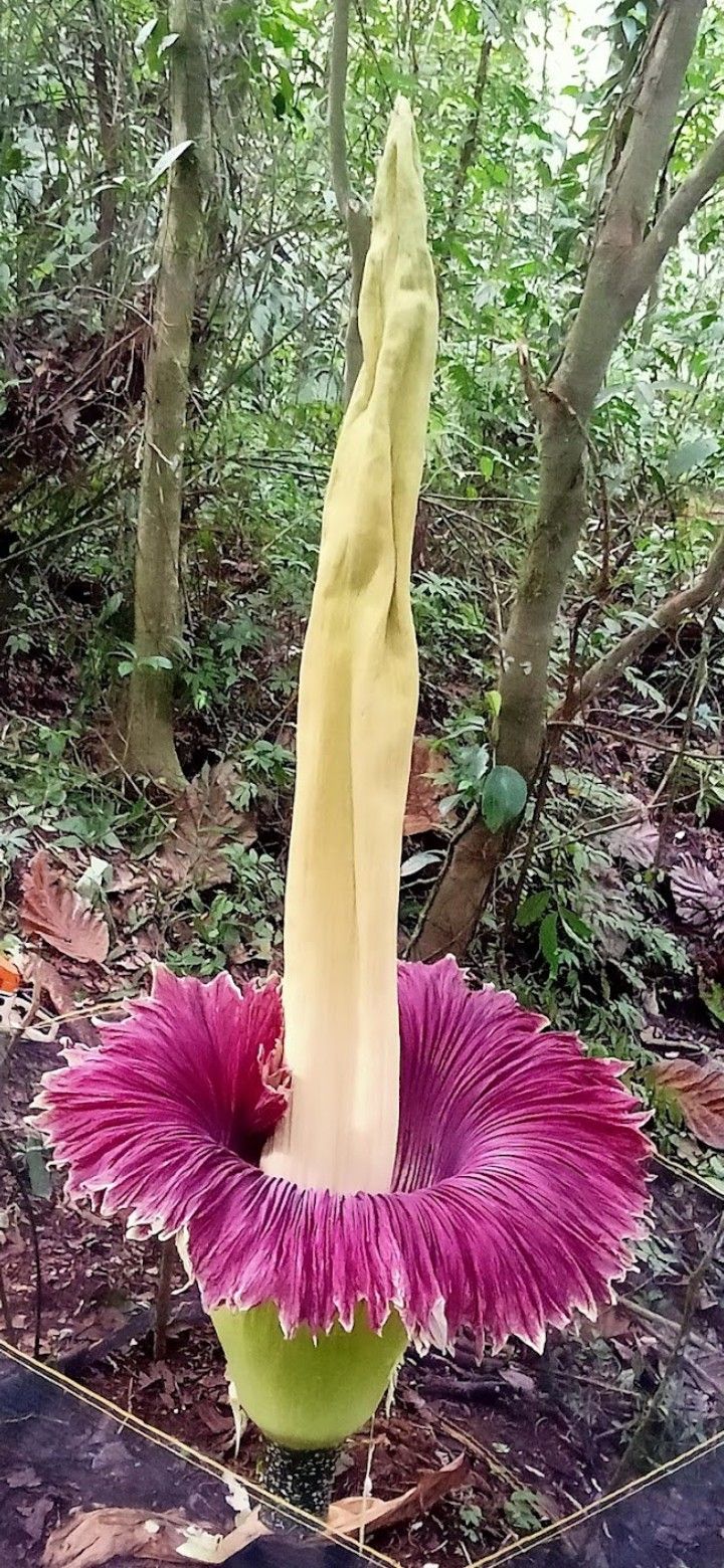 Rafflesia Flower Tours