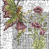 beige-plumfae