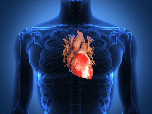 cardiology1.jpg