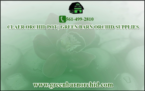 Buy the high quality Clear Orchid Pot provided by Green Bran Orchid Supplies, it is situated at Delray Beach, Florida. Clear orchid pots are ideal for epiphytic orchids such as Phalaenopsis which benefit from light getting to their root systems. We supplies Clear Orchid Pots and plastic pots of all sizes and also all types of gardening products. Just make a call (561)499-2810 or visit our website to see more products. Click here https://shop.greenbarnorchid.com/category.sc?categoryId=3.
