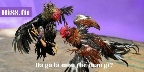 Đá gà là một trò chơi dân gian từ xưa đến nay mà hầu như ai cũng biết hết cả. Nó là món ăn tinh thần giúp cho mọi người dễ chịu sau mỗi ngày làm mệt mỏi; và còn là nơi để gắn kết mọi người lại với nhau.
Đá gà là môn thể thao gì?
Đá đá hay còn gọi là gà nòi hoặc gà chọi. Là một giống gà nội địa của Việt Nam được nuôi để đáp ứng cho các trận đấu gà.Gà chọi là một trong ba giống gà; có chuyên môn chiến đấu của Việt Nam với khí chất cương mãnh; bộ dạng hùng dũng, oai phong , tính chiến đấu ca và những miếng đánh hiểm hóc ưa nhìn và là một trong những giống gà tiêu biểu của Việt Nam.
Đá gà trực tiếp là gì ?
Đá gà trực tiếp chính là một hình thức đá gà truyền thống ở ngoài đời. Tuy nhiên, những trận đá gà này sẽ được phát sóng thông qua những kênh trên mạng internet. Hay hiện nay cũng có một số nhà cái cũng cung cấp hình thức xem đá gà trực tiếp. Bằng cách này, người tham gia có thể theo dõi tất cả các trận đá gà trên toàn thế giới.Xem đá gà trực tiếp thông qua những nhà cái sẽ giúp ích cho bạn rất nhiều. Nhất là việc bạn có thể giảm bớt được thời gian và công sức đi lại. Bởi vì, so với hình thức xem đá gà trực tiếp ngoài đời thực. Bạn sẽ phải đến trực tiếp đấu trường, rồi mua vé, đặt chỗ mới có thể xem được. Thậm chí có những lúc bạn sẽ phải chen lấn mới xem được trận đấu mà mình yêu thích.
 
Bình luận viên là gì?
Để giúp người xem hiểu rõ hơn về những diễn biến và tình hình trên trận đấu gà.Bình luận viên là những người dày dặn kinh nghiệm. Họ đều là những chuyên gia bình luận trong lĩnh vực đá gà hiện nay.Đa phần mọi trận đá gà trực tiếp được phát sóng đều được bình luận. Điều này hỗ trợ rất nhiều cho người chơi trong việc đặt cược cho chiến kê nào? Bạn có thể dựa vào thông tin nhận nghe được từ những bình luận viên. Từ đó, bạn sẽ có được quyết định đúng đắn trong việc đặt cược
Nên xem đá gà trực tuyến ở đâu?
Hiện nay có khá nhiều nhà cái đá gà thường xuyên phát đá gà trực tiếp. Tuy nhiên, để có thể tìm được nhà cái uy tín và tham gia đặt cược. Có lẽ, đây là vấn đề mà nhiều người chơi quan tâm và lo lắng. Do đó, người chơi cần tìm hiểu kỹ trước khi tìm nhà cái uy tín để có thể an tâm khi tham gia.
Xem thêm : https://hi88.fit/da-ga-truc-tiep-binh-luan-vien-truc-tuyen-hap-dan-nhat-asian/
#daga, #hi88 #dagatructuyen #dagalagi
Địa chỉ: Đoàn Văn Bơ, Phường 12, Quận 4, Thành phố Hồ Chí Minh
Số điện thoại: 0926673665
EMail: hi88.fit@gmail.com