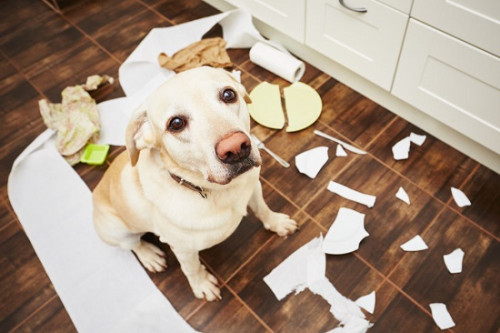 Are you unable to find the best dog behavior experts? Dog Owner Connection is a leading pet treat company in Australia, offering the best solution for dog behavior problems. For more info visit our website @ http://www.dogownerconnection.com/dog-behavior-problems-aggressive-dogs-want-loved/