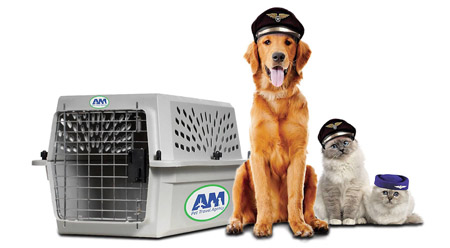 dog_cat_pilot_crate6cd96bbe3e326e2c.jpg