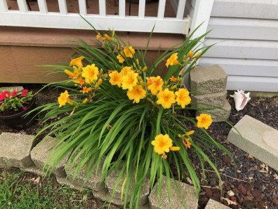 flowers-2019-daylilies.jpg