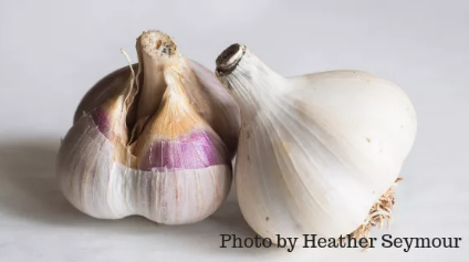 garlic.png