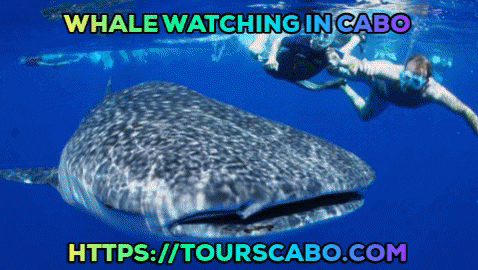 Want to experience whale watching in cabo then we are here to help you. Watching whale with tours cabo is not that much costly. Whale Watching is one of the wonderful wildlife adventures. Whale Watching in Cabo, could be a life chance to visualize the biggest Mammals of the earth. For more detail visit our website or contact us.https://tourscabo.com/