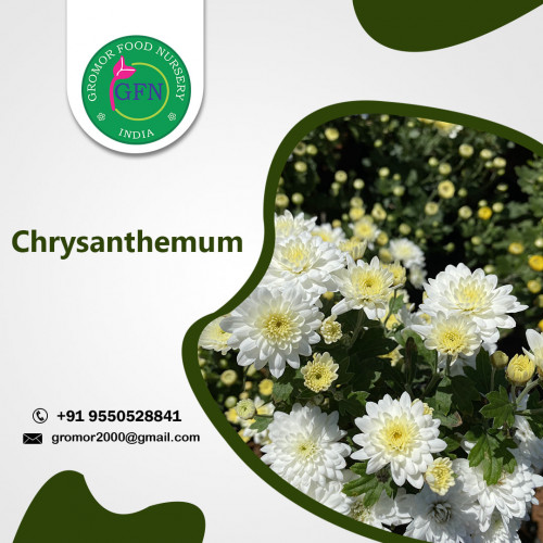 Gromorfood Nursery  is the best plants nursery in Hyderabad.Buy all kinds of indoor plants,outdoor plants from Gromorfood nursery.Shop all kinds of plants from our online plant store.
https://gromorfoodnursery.com/

#bestplantsnurseryinhyderabad
#buyplantsonline
#plantnurseryinhyderabad