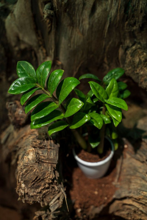 Gromorfood Nursery  is the best plants nursery in Hyderabad.Buy all kinds of indoor plants,outdoor plants from Gromorfood nursery.Shop all kinds of plants from our online plant store.
https://gromorfoodnursery.com/

#onlinegardenplants
#plantsforsaleonline