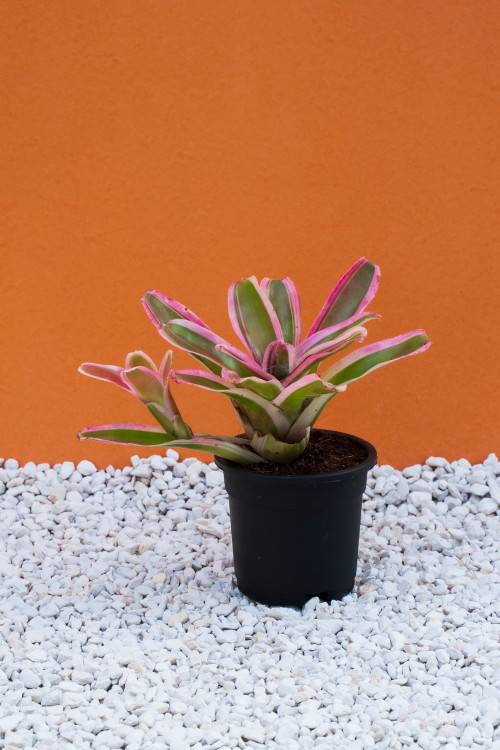 Wanted to make your house beautiful with plants? Gromor is the best option to buy succulents online.Gromor is the best place to buy indoor plants online. Gromor has the large collection of indoor plants, outdoor plantsand succulents. Shop plants online from Gromor.
https://gromorfoodnursery.com/shop/
#buyplantsonline
#buyoutdoorplantsonline
#buygardenplantsonline
#buytreesonline