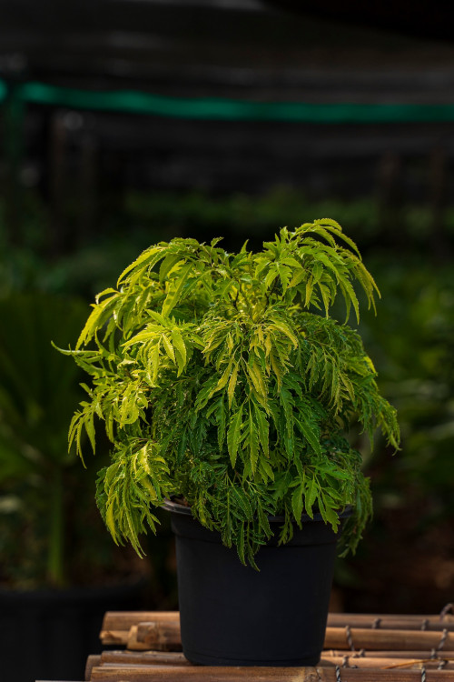 Gromorfood Nursery  is the best plants nursery in Hyderabad.Buy all kinds of indoor plants,outdoor plants from Gromorfood nursery.Shop all kinds of plants from our online plant store.
https://gromorfoodnursery.com/

#onlinegardenplants
,#plantsforsaleonline