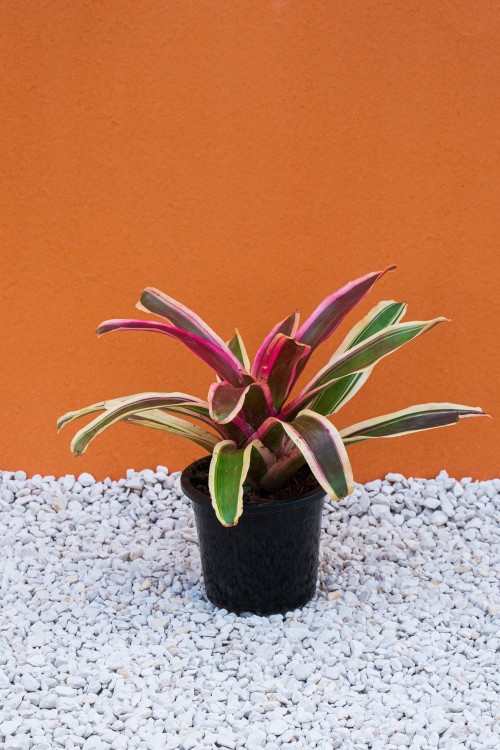 Wanted to make your house beautiful with plants? Gromor is the best option to buy succulents online.Gromor is the best place to buy indoor plants online. Gromor has the large collection of indoor plants, outdoor plants
https://gromorfoodnursery.com/shop/
and succulents. Shop plants online from Gromor.
#buyplantsonline
#buyoutdoorplantsonline
#buygardenplantsonline