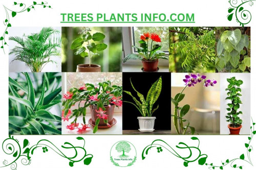 highest-oxygen-producing-indoor-plants-in-India..jpg